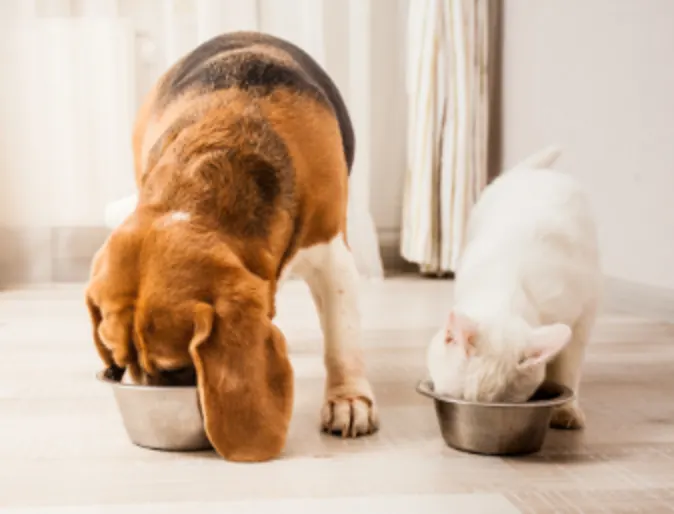 Brown Dog and White Cat Eating from Food Bowls